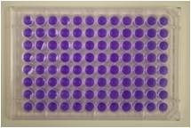 Ames Reverse Mutation Kit 1